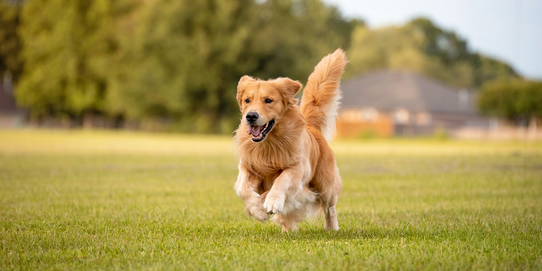 A golden retriever runs across an open field