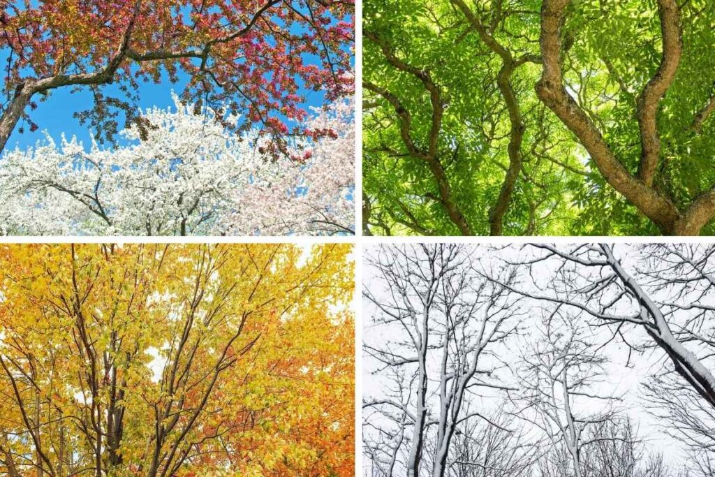 a tree in the 4 seasons of the year